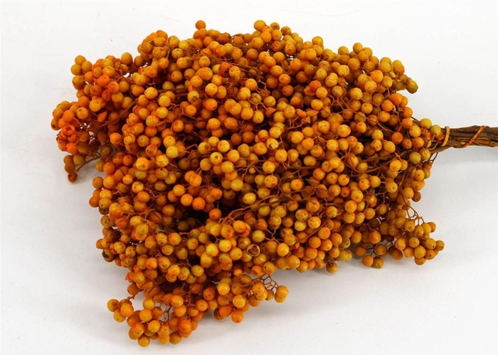 <h4>Schinus M Pt Mustard Bunch</h4>