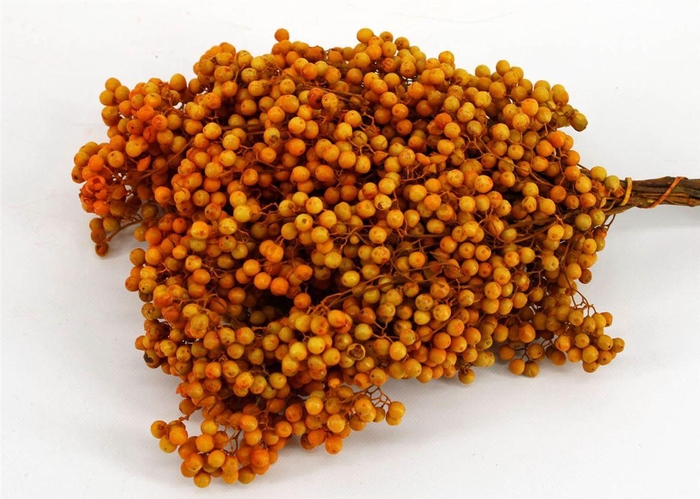 Schinus M Pt Mustard Bunch