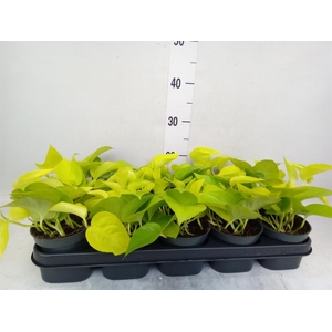 Epipremnum pinn. 'Golden Pothos'