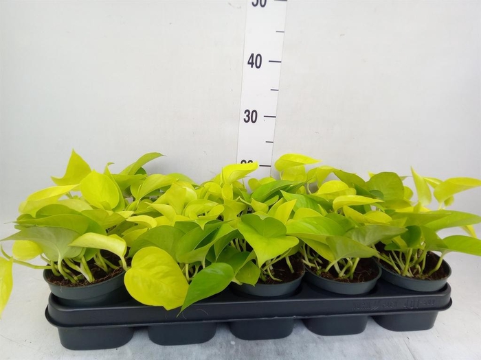 <h4>Epipremnum pinn. 'Golden Pothos'</h4>