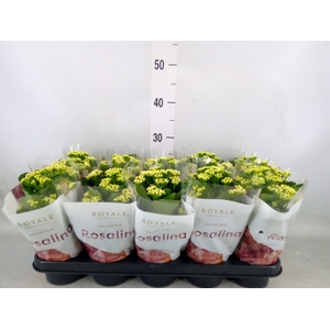 Kalanchoe blos. 'RosDon Dione'