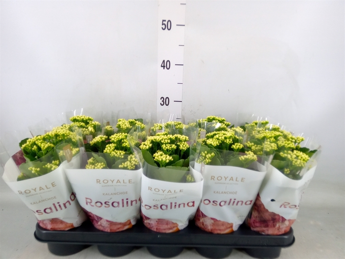<h4>Kalanchoe blos. 'RosDon Dione'</h4>