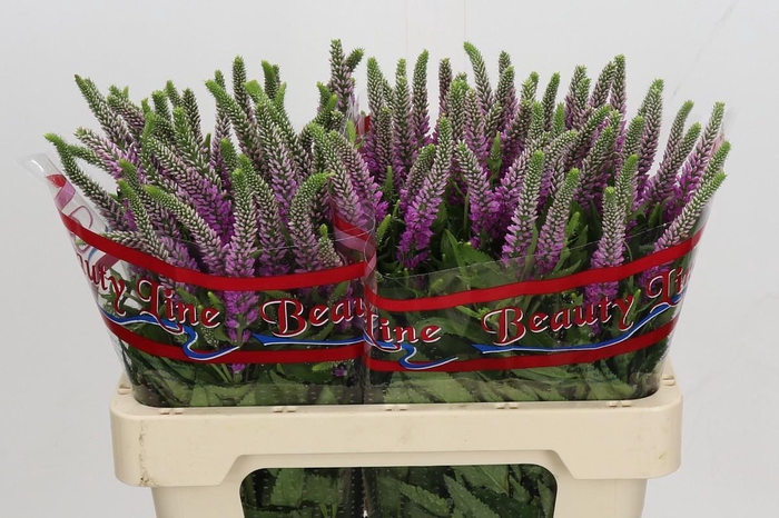 Veronica Skyler Pink