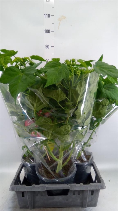 <h4>Hibiscus mosch. 'Oak Red'</h4>