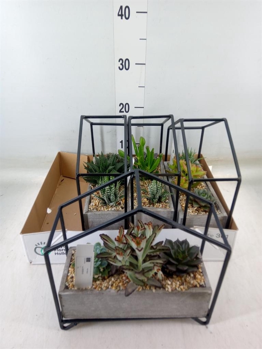 <h4>Succulents   ...</h4>