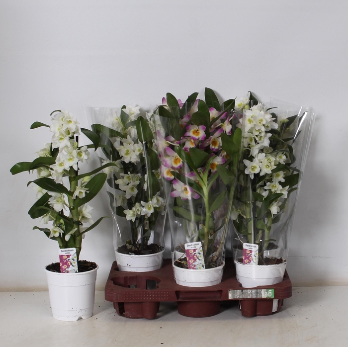 <h4>DENDR N GEM</h4>