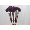 Allium Summer Drummer