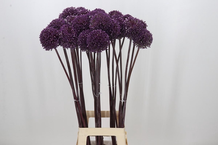 <h4>Allium Summer Drummer</h4>