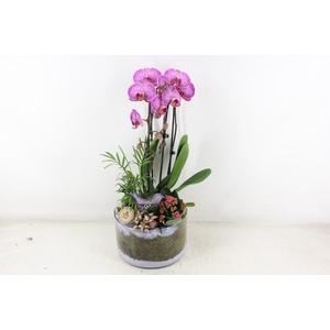 arr2 PL - Glas cilinder phal. lila