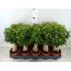 Ficus benja. 'Natasja'
