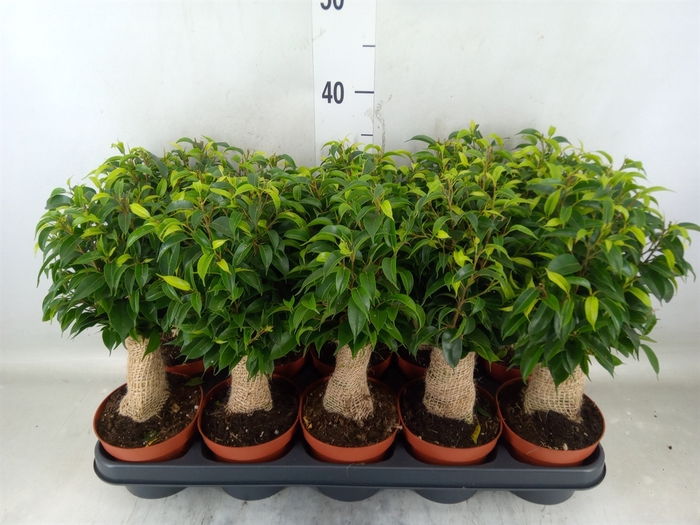 <h4>Ficus benja. 'Natasja'</h4>