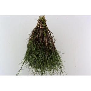 Vaccinium Per Bundle