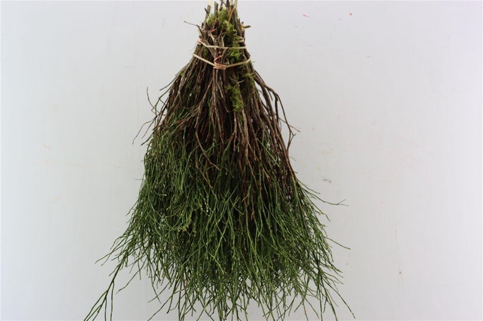 <h4>Vaccinium Per Bundle</h4>