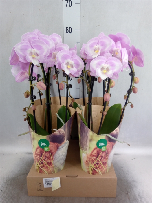 <h4>Phalaenopsis   ...rose</h4>