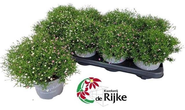 <h4>GYPS MURALIS GEM POT</h4>