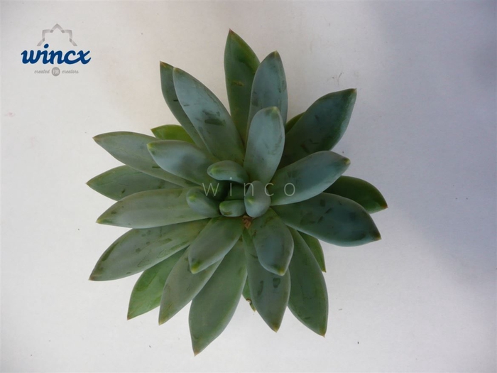 <h4>Echeveria Hookerii Cutflower Wincx-10cm</h4>