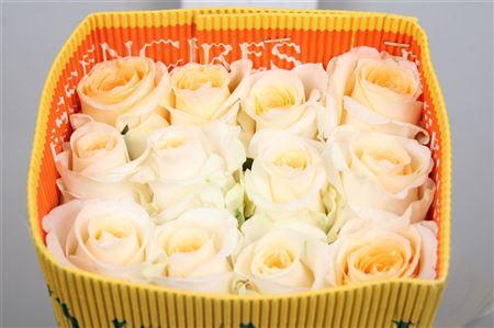 <h4>R Gr Creme De La Creme Ec</h4>