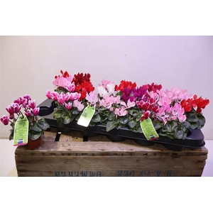 arr8 Cycl Kl Sup Micro