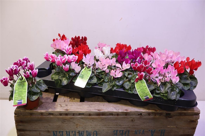 <h4>arr8 Cycl Kl Sup Micro</h4>