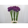 Allium Gladiator