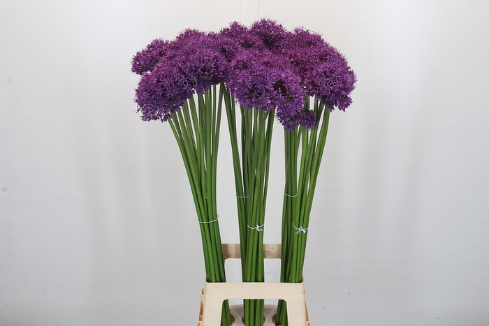 <h4>Allium Gladiator</h4>
