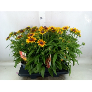 Rudbeckia   ...