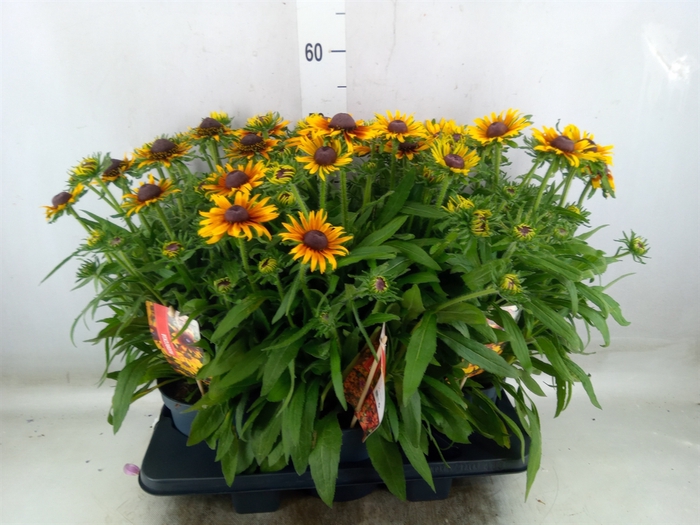 <h4>Rudbeckia   ...</h4>