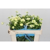 Ranunculus Butterfly Graces
