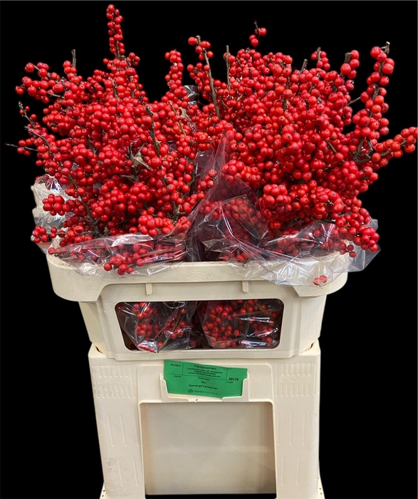 <h4>ILEX VE RODE BES</h4>