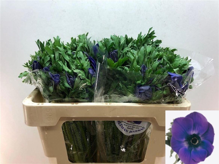 <h4>ANEM CO GALIL BLAUW</h4>