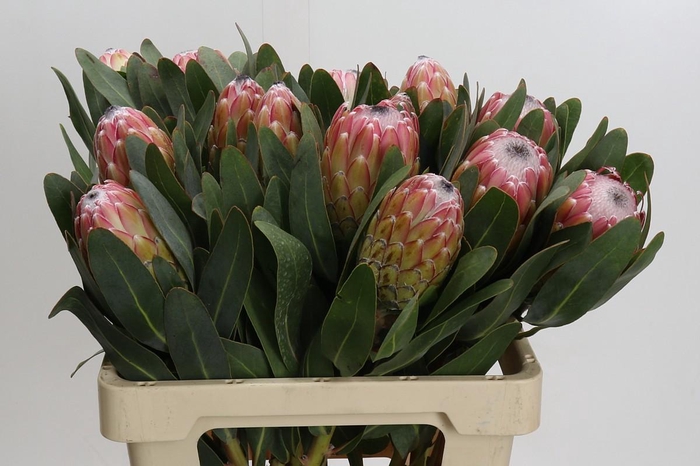 <h4>Protea Susara</h4>