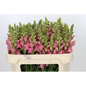 Antirrhinum Avignon Rose