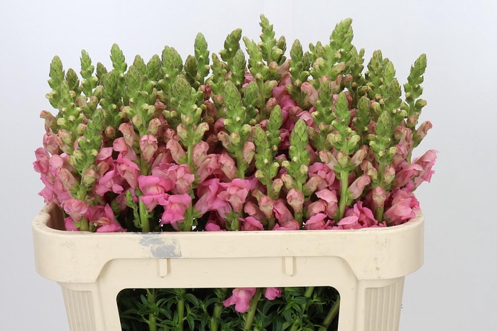 <h4>Antirrhinum Avignon Rose</h4>