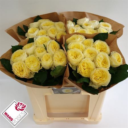 <h4>Rosa a grande fleur 'White Vuvuzela'</h4>