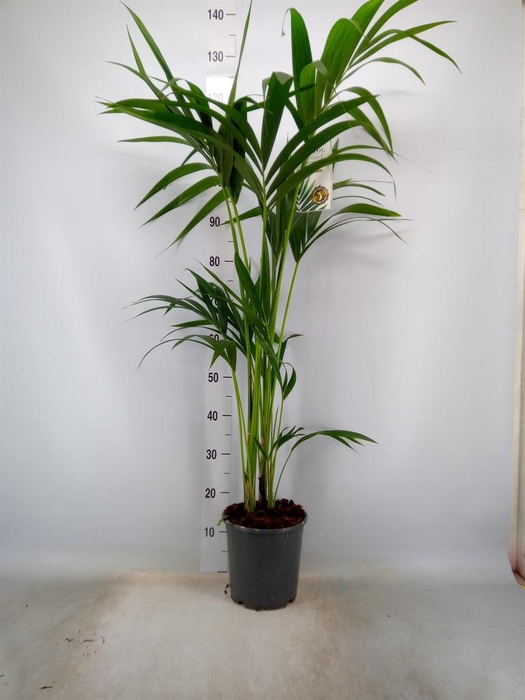 <h4>Howea forsteriana</h4>