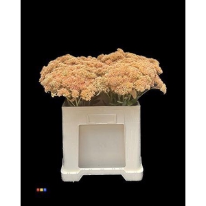 Sedum Apricot