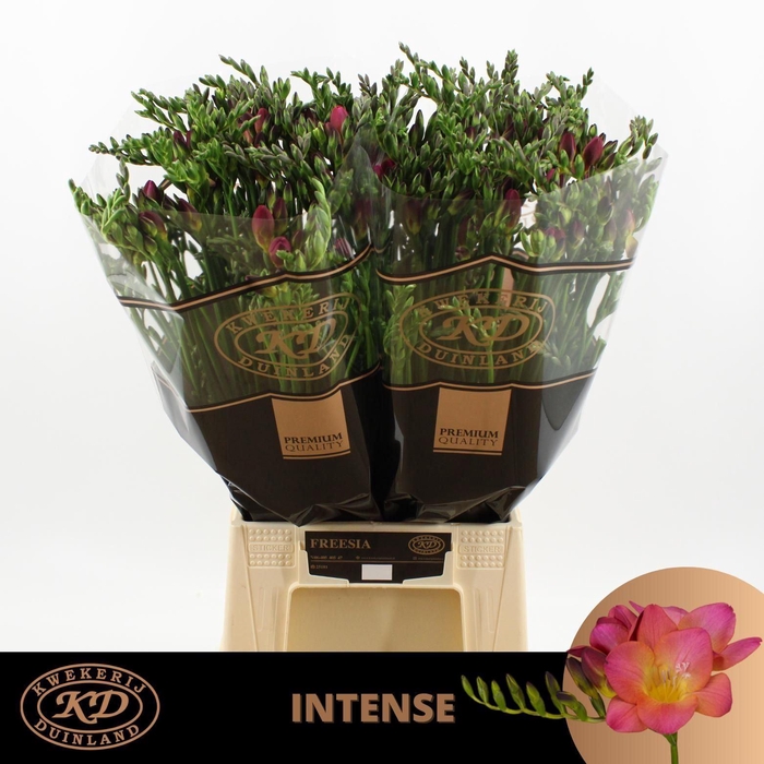 <h4>Freesia enk Intense</h4>