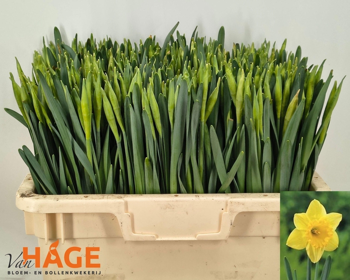 <h4>NARC G CARLTON</h4>