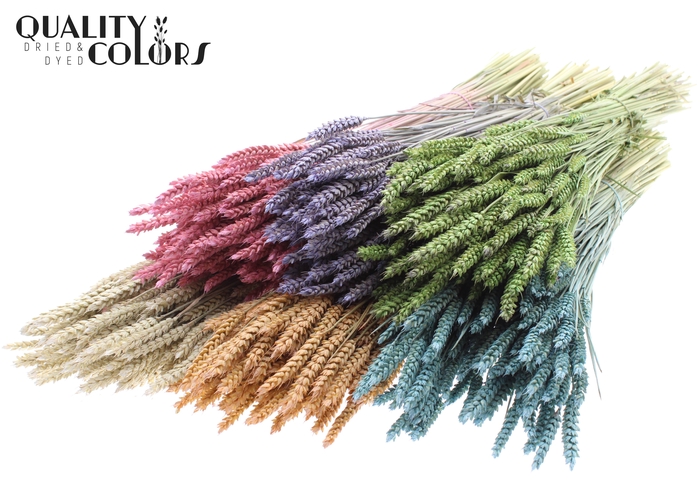 <h4>Triticum per bunch Mixed colours Frosted</h4>