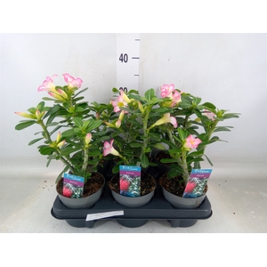 Adenium obesum 'Pinkstar'