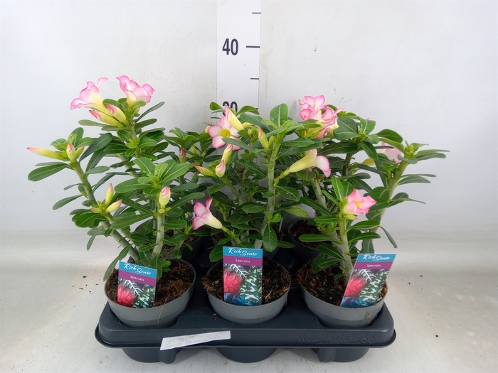 <h4>Adenium obesum 'Pinkstar'</h4>