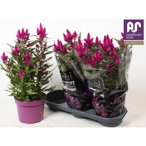 Celosia deep purple 19Ø 50cm