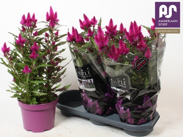 Celosia deep purple 19Ø 50cm