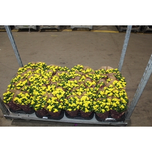 CRISANTEMO MINI P11 AMARELO