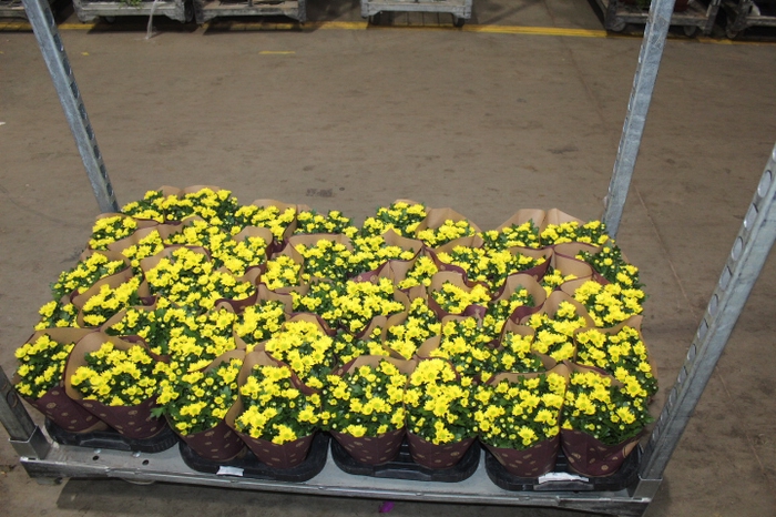 CRISANTEMO MINI P11 AMARELO