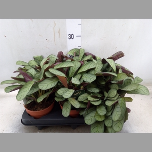 Ctenanthe burle-marxii 'Amagris'