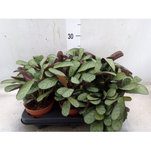 Ctenanthe burle-marxii 'Amagris'