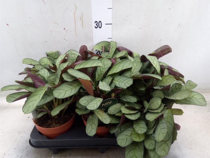 <h4>Ctenanthe burle-marxii 'Amagris'</h4>