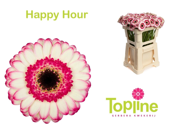 <h4>GE MI HAPPY HOUR</h4>