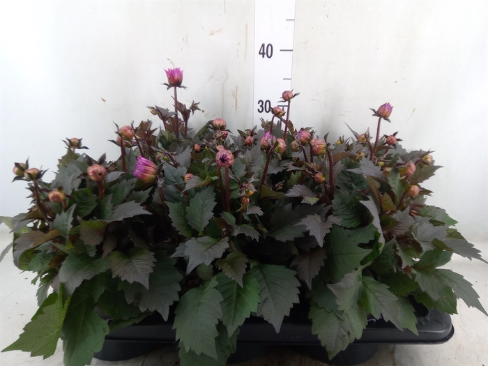 <h4>Dahlia  'Dahlinova Tempt Pink Bico'</h4>